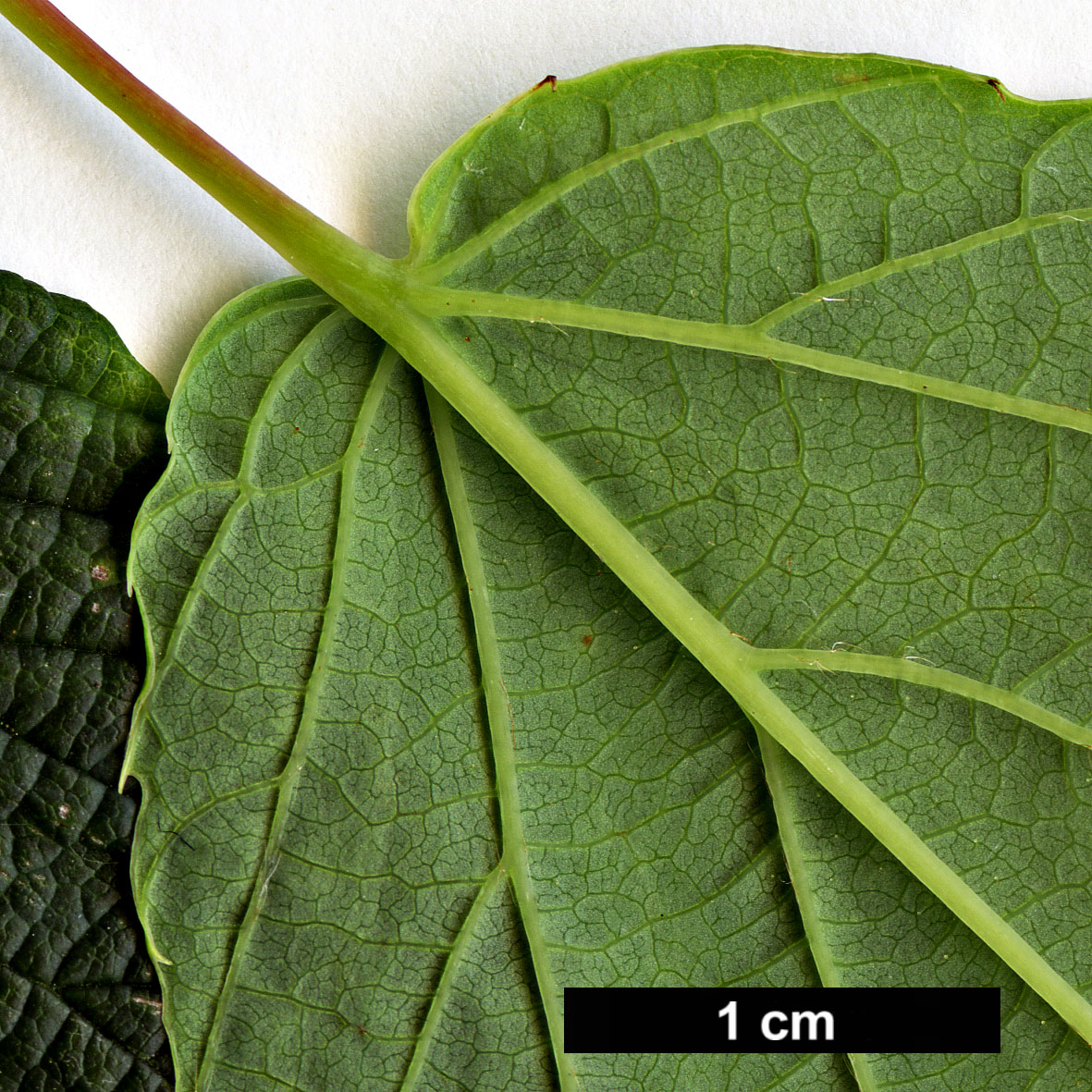 High resolution image: Family: Hamamelidaceae - Genus: Corylopsis - Taxon: sinensis - SpeciesSub: var. calvescens